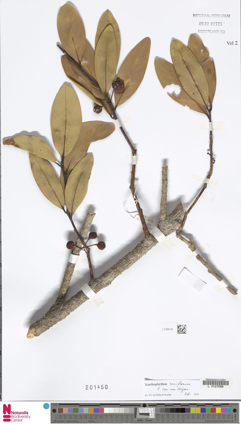 Xanthophyllum ramiflorum