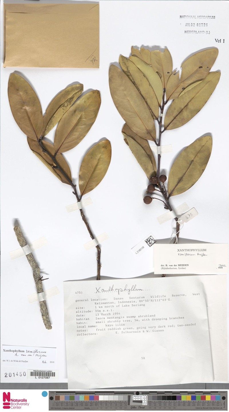 Xanthophyllum ramiflorum photo 2