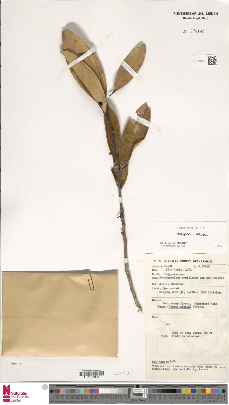 Xanthophyllum ramiflorum photo 3