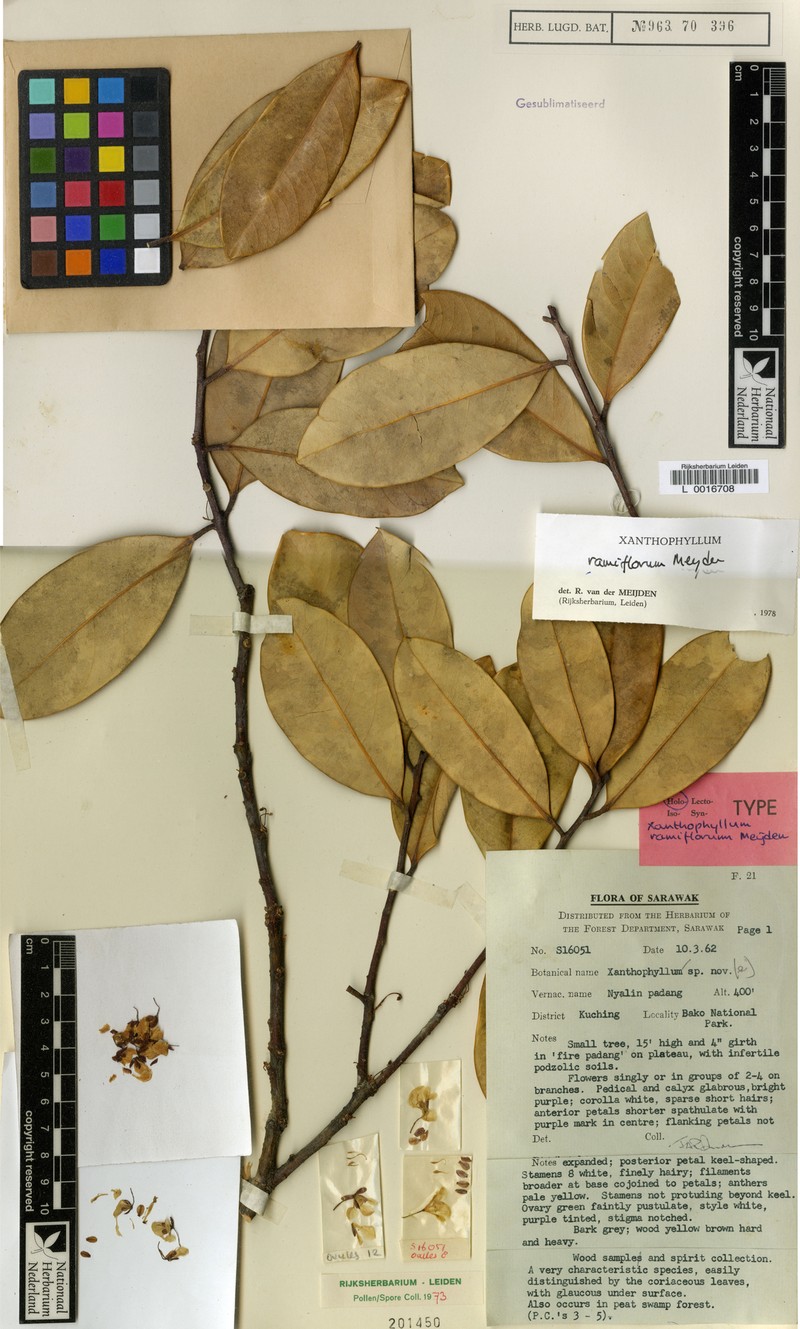 Xanthophyllum ramiflorum photo 4