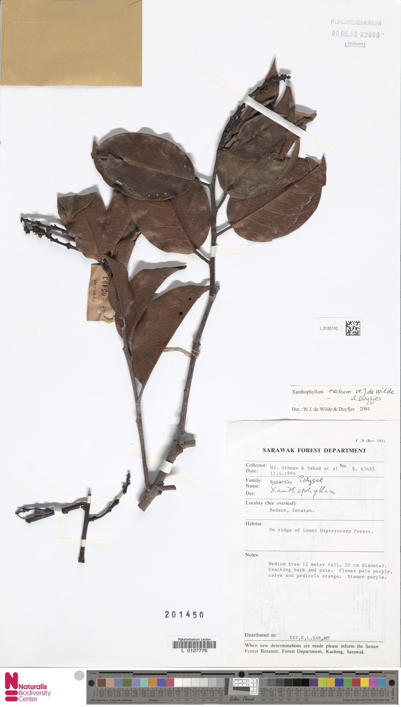 Xanthophyllum rectum