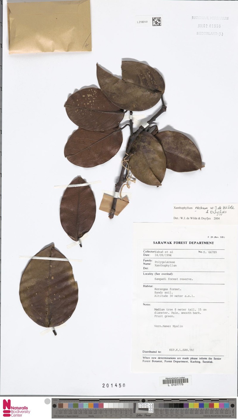 Xanthophyllum rectum photo 2