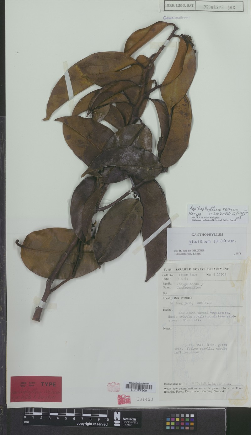 Xanthophyllum rectum photo 3
