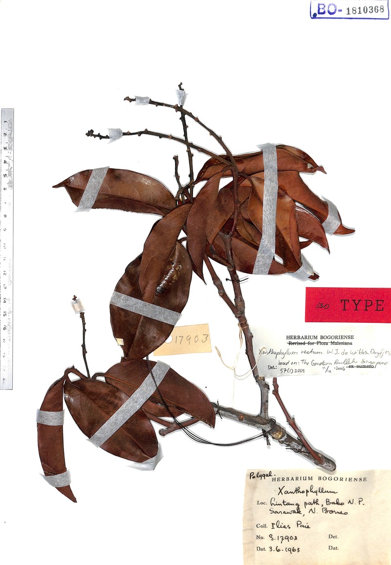 Xanthophyllum rectum photo 4