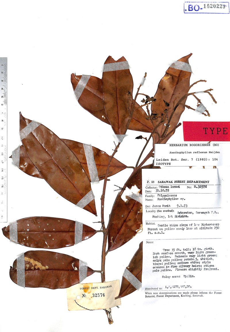 Xanthophyllum reflexum