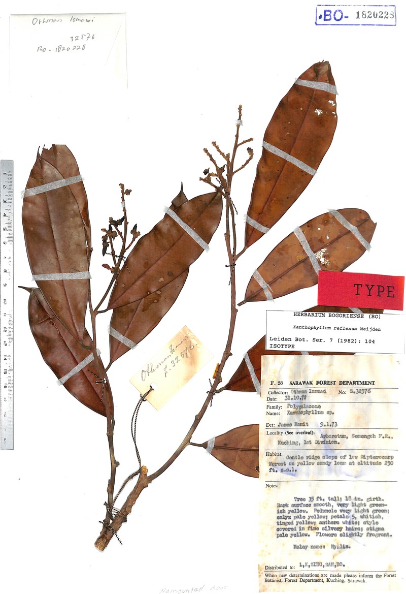 Xanthophyllum reflexum photo 2