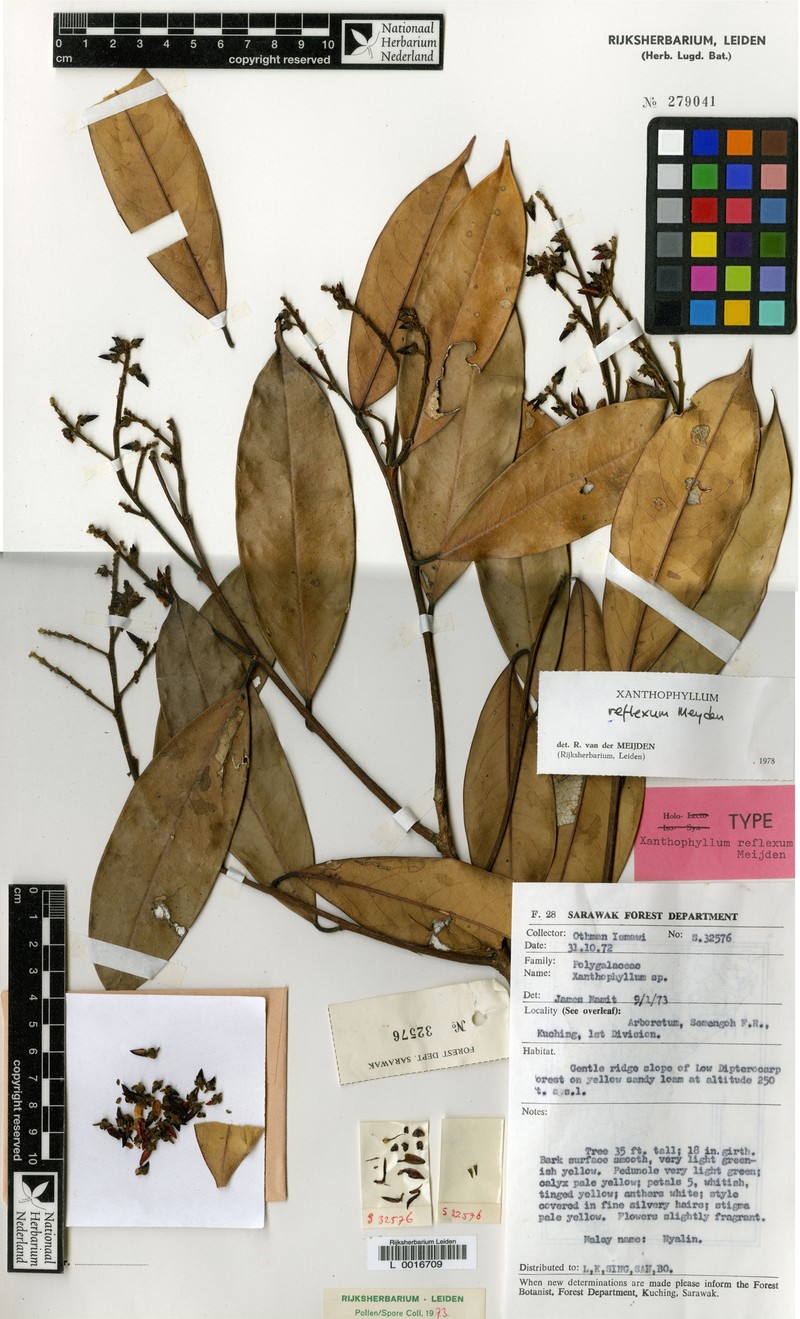 Xanthophyllum reflexum photo 3