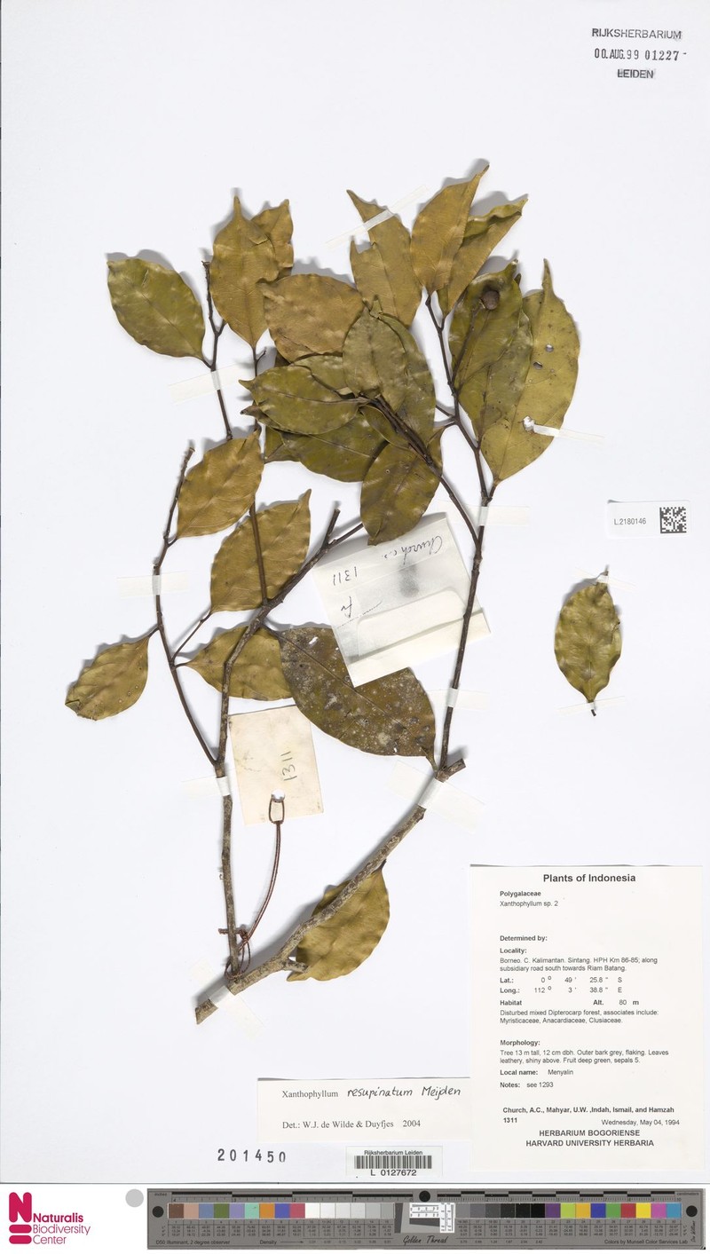 Xanthophyllum resupinatum