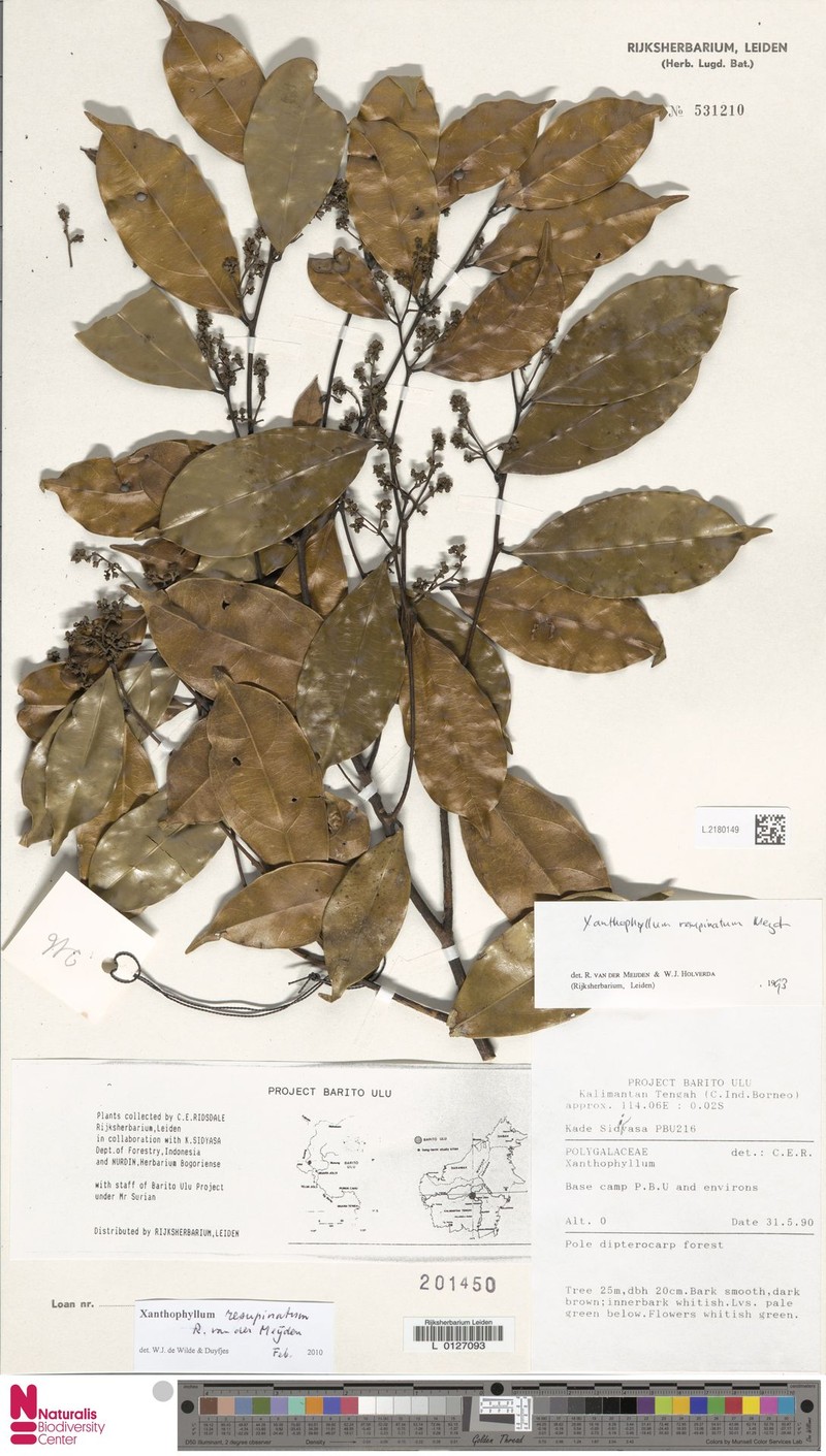 Xanthophyllum resupinatum photo 2