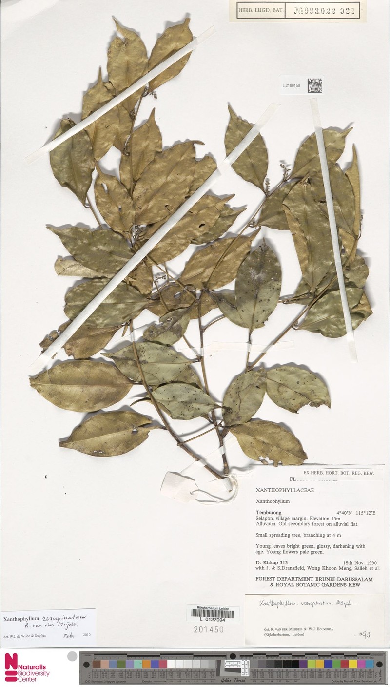 Xanthophyllum resupinatum photo 3