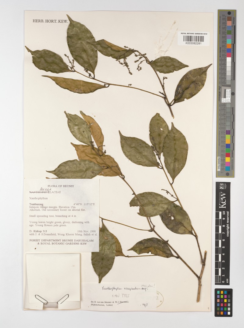 Xanthophyllum resupinatum photo 4