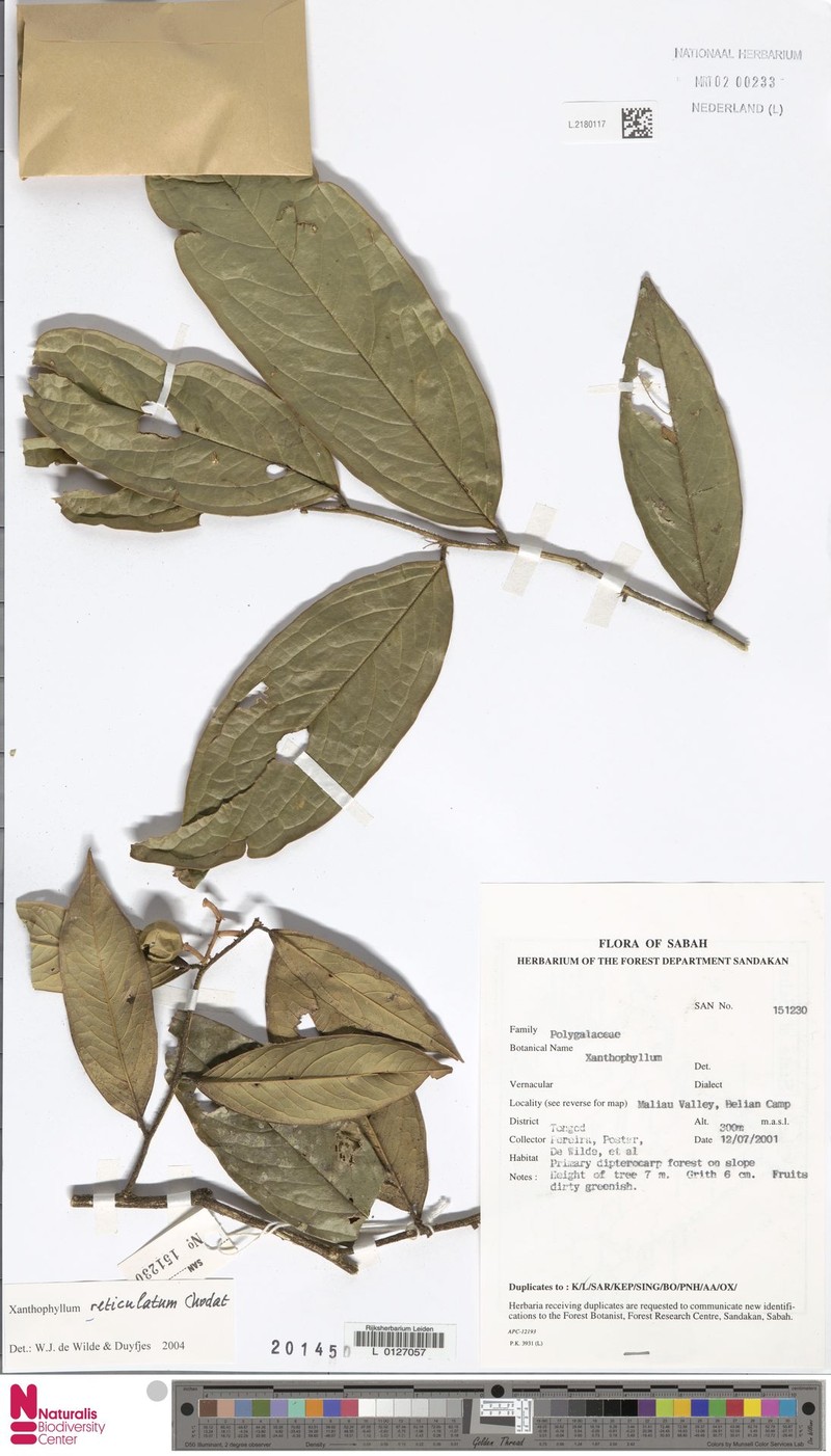 Xanthophyllum reticulatum