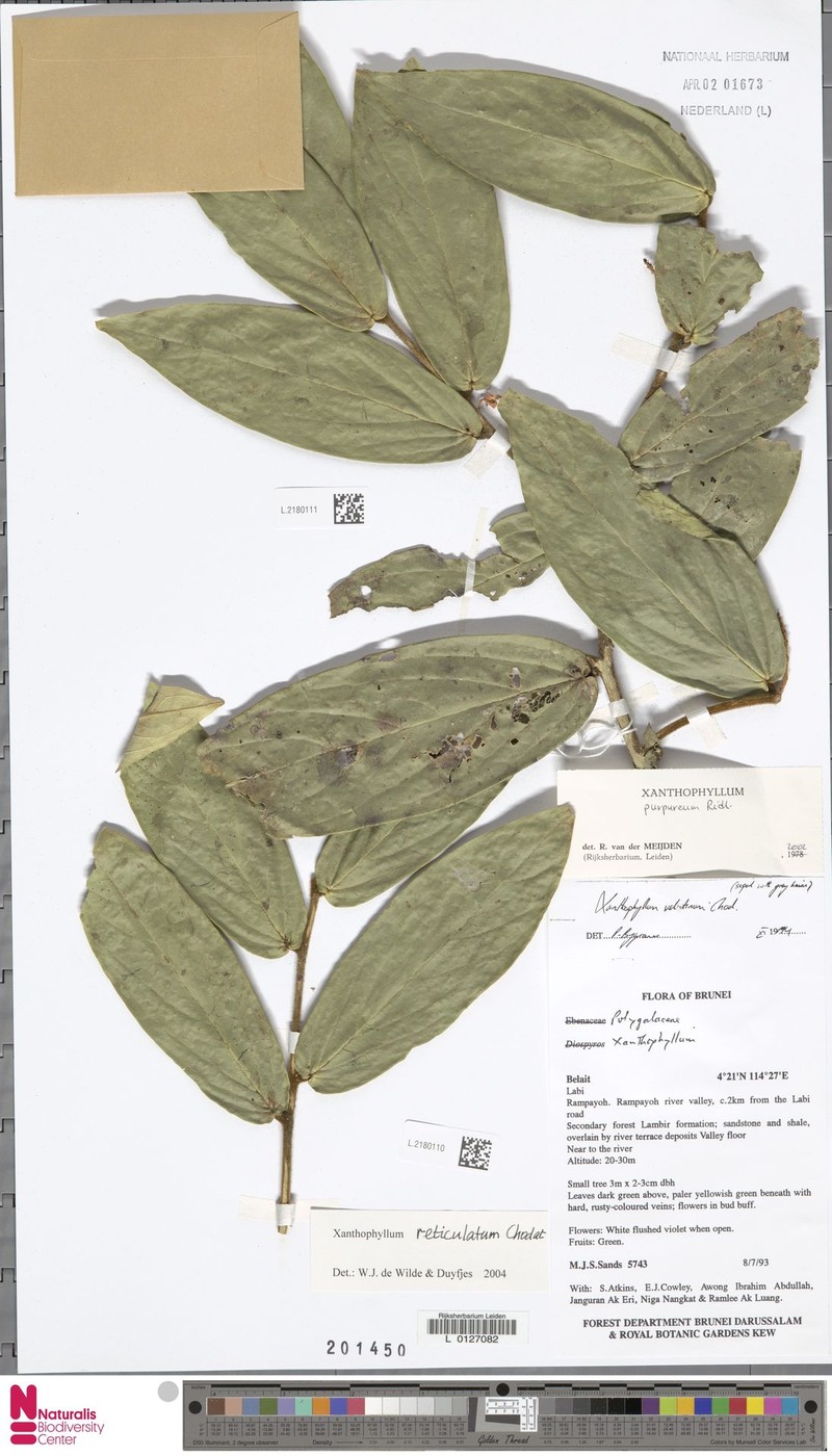Xanthophyllum reticulatum photo 2
