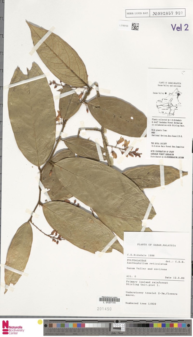 Xanthophyllum reticulatum photo 3