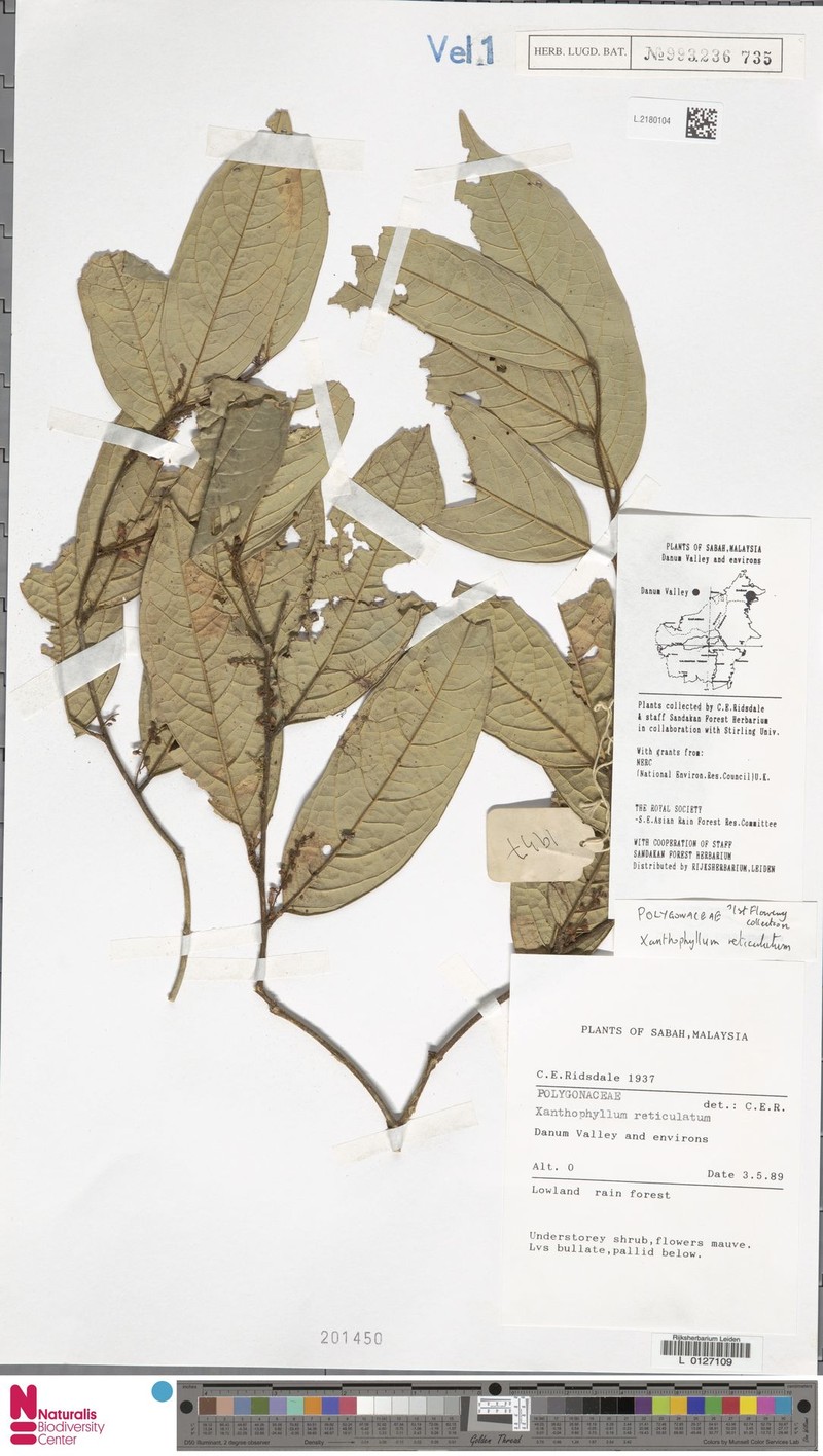 Xanthophyllum reticulatum photo 4