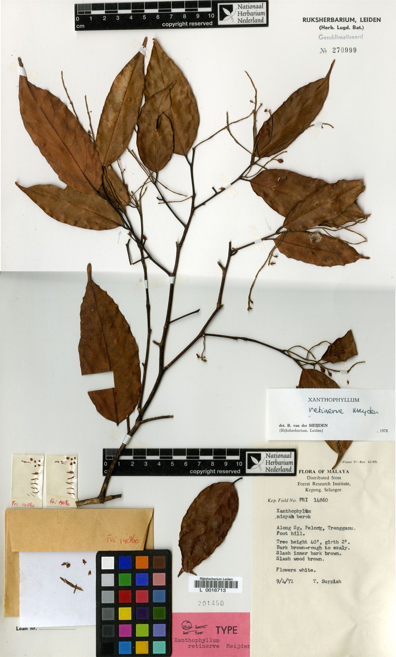 Xanthophyllum retinerve