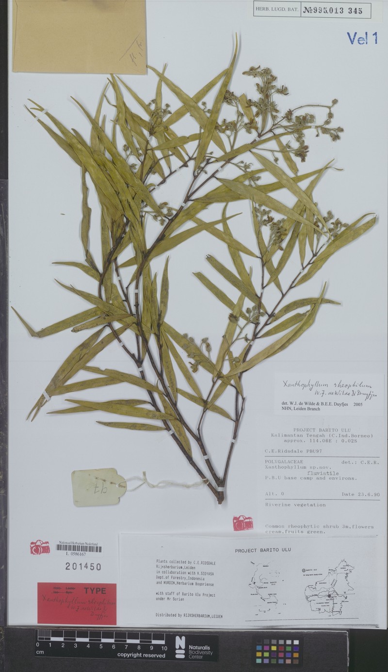 Xanthophyllum rheophilum