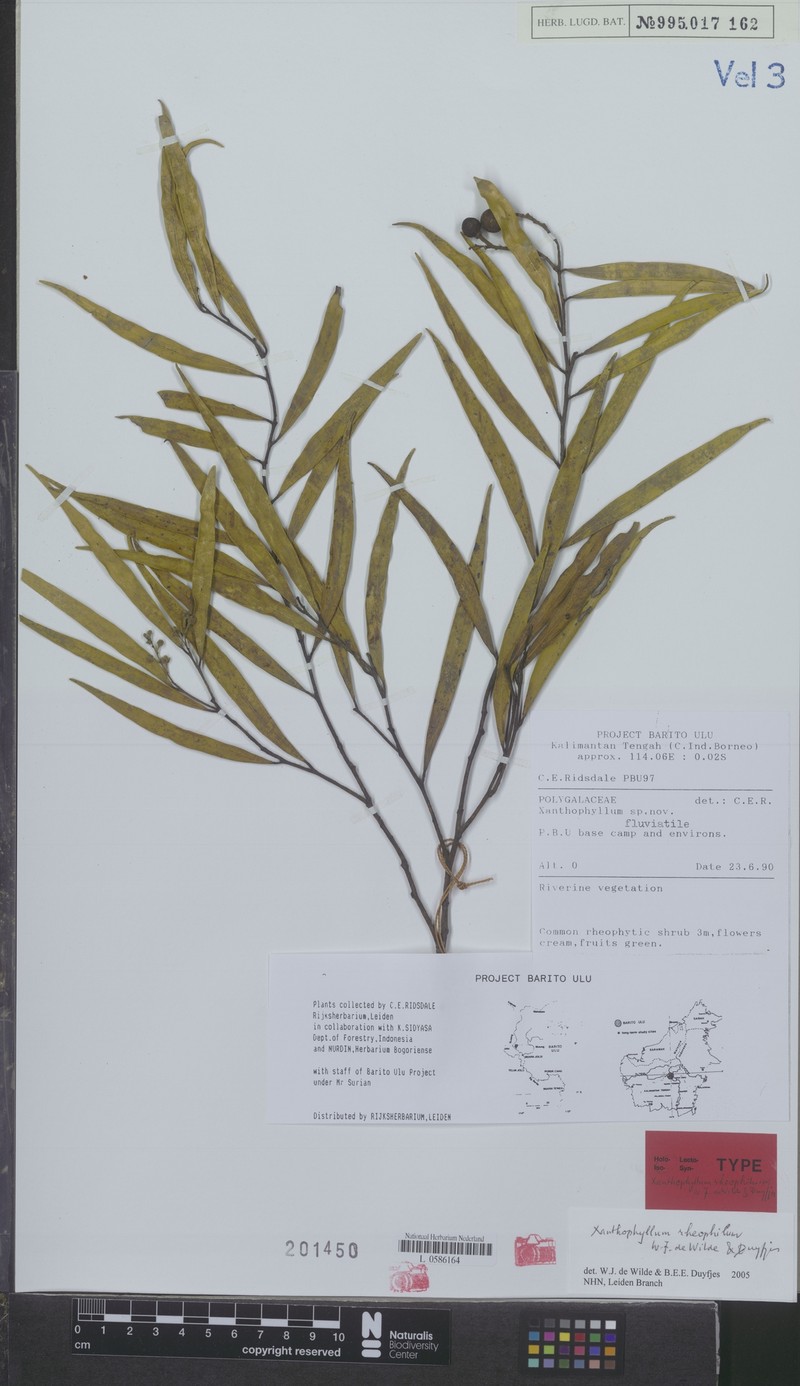 Xanthophyllum rheophilum photo 2