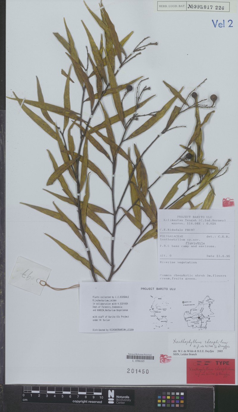 Xanthophyllum rheophilum photo 3