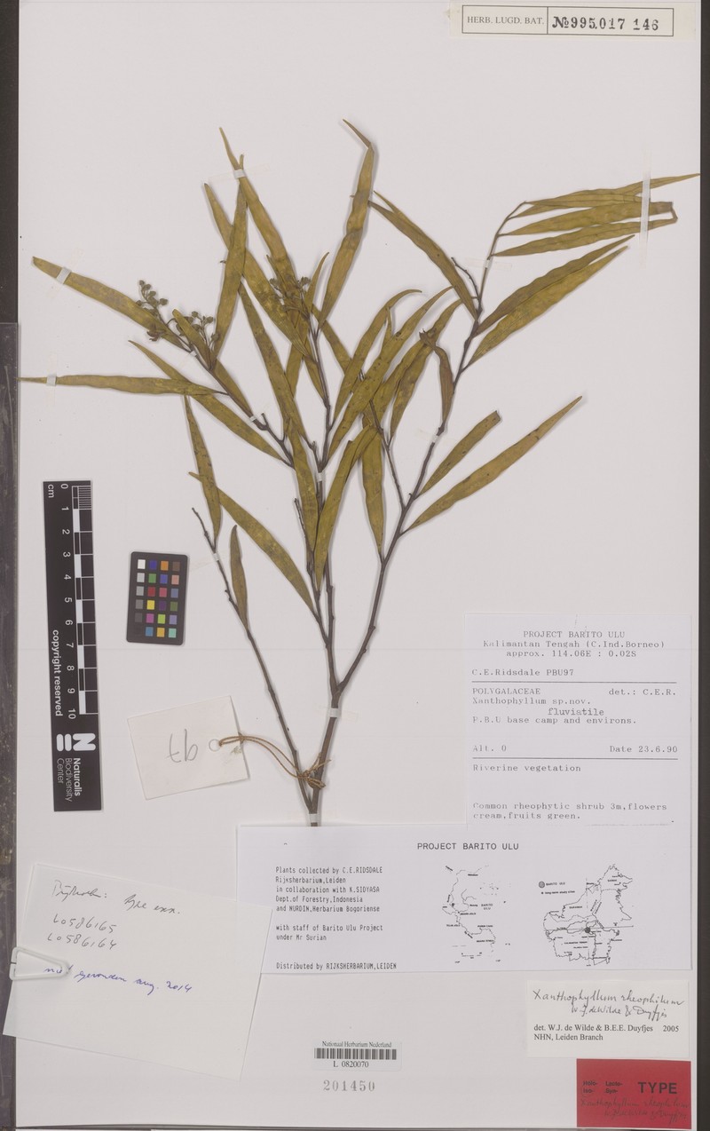 Xanthophyllum rheophilum photo 4
