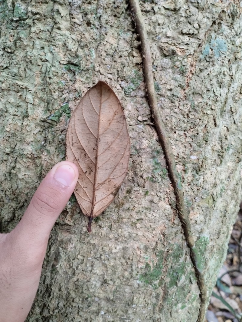 Xanthophyllum rufum photo 2