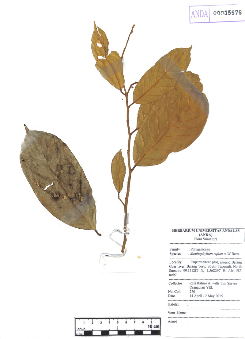 Xanthophyllum rufum photo 3