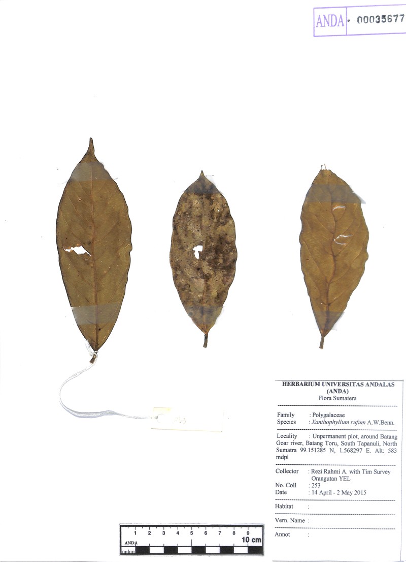 Xanthophyllum rufum photo 4