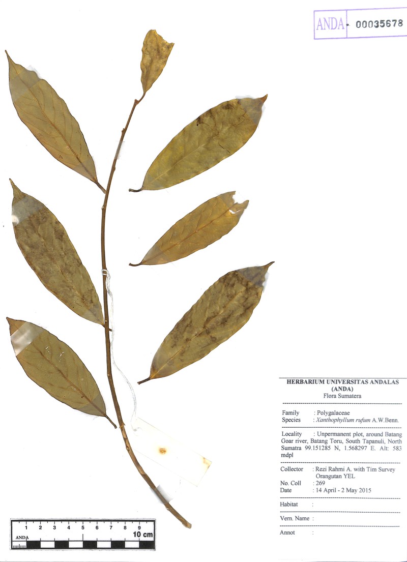 Xanthophyllum rufum photo 5