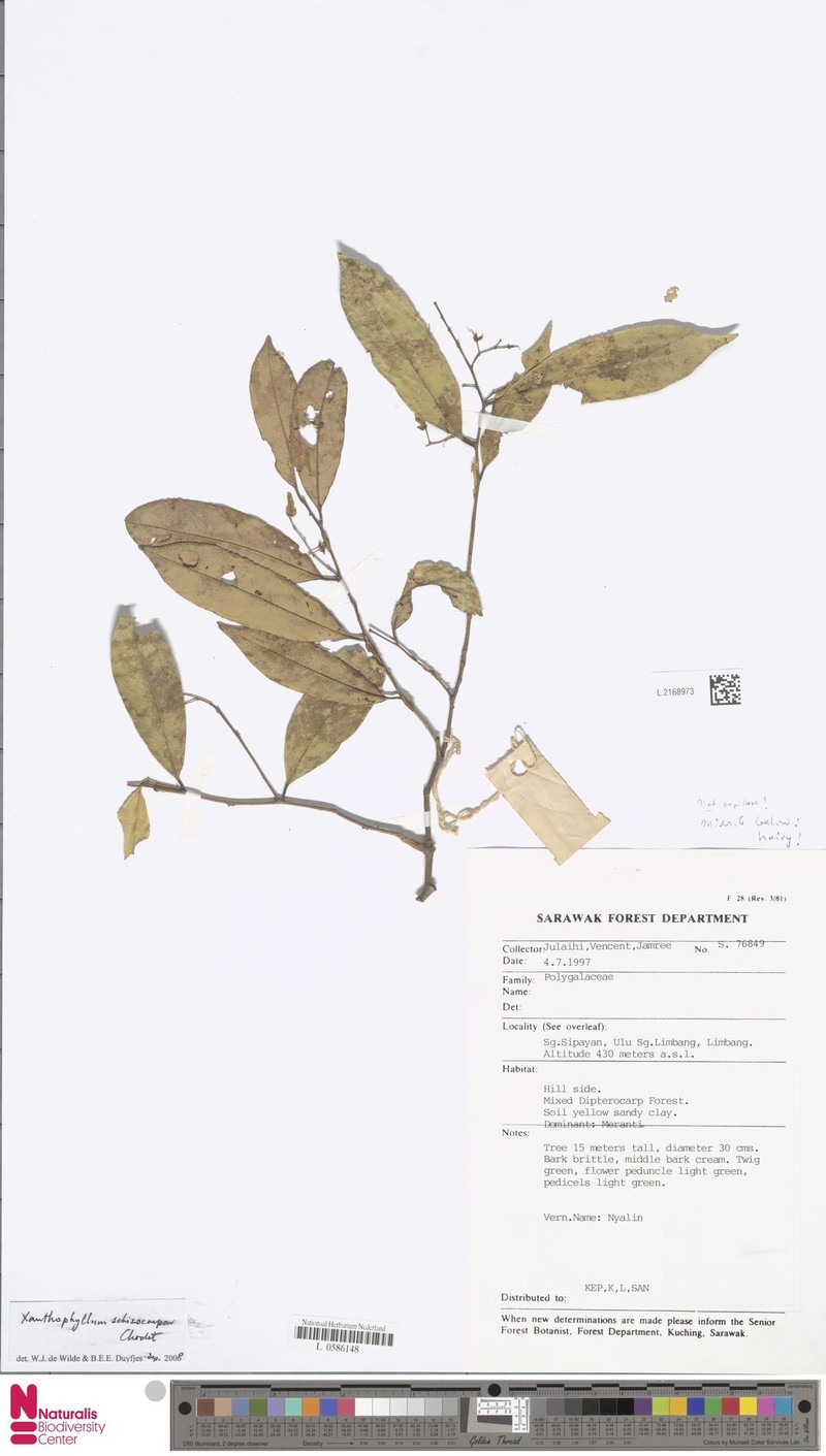 Xanthophyllum schizocarpon