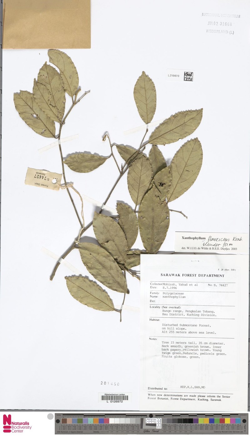Xanthophyllum schizocarpon photo 2