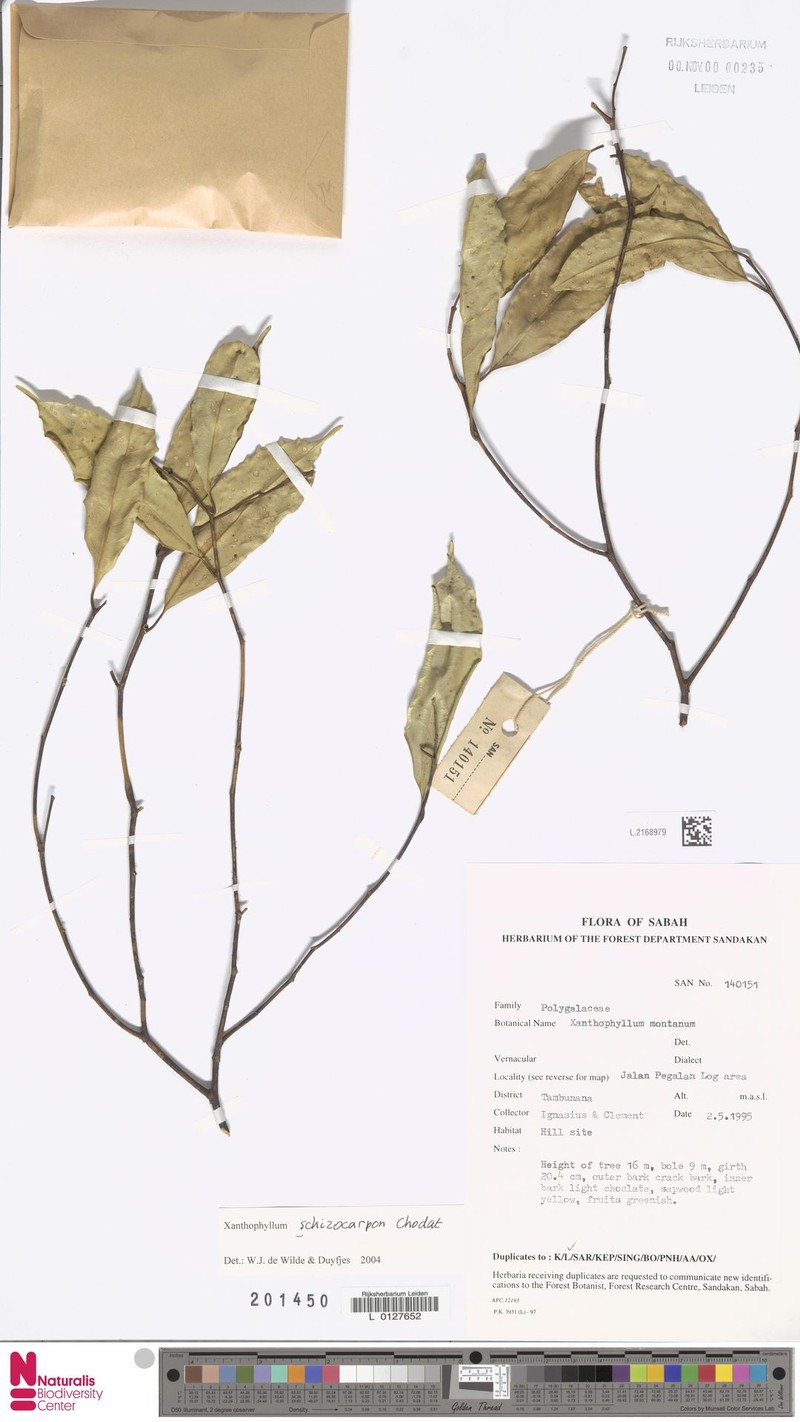 Xanthophyllum schizocarpon photo 3