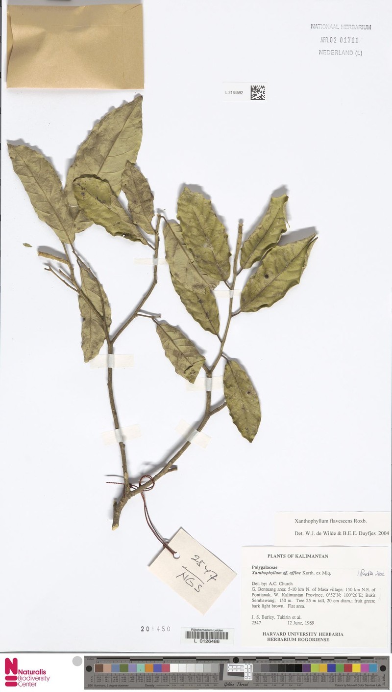 Xanthophyllum schizocarpon photo 4