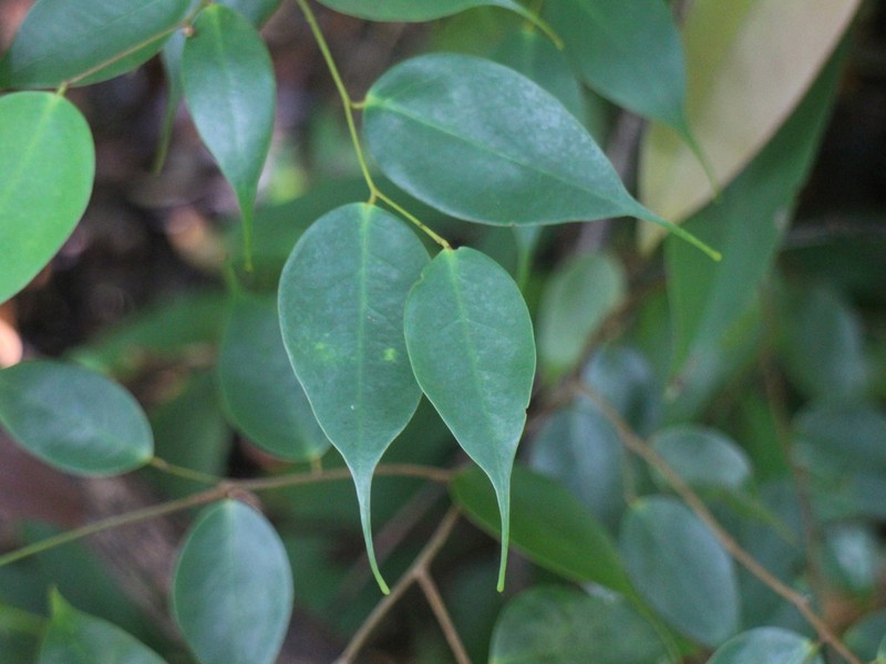 Xanthophyllum stipitatum photo 2