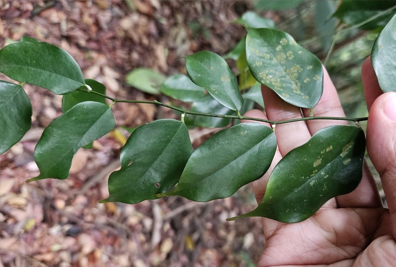 Xanthophyllum stipitatum photo 3