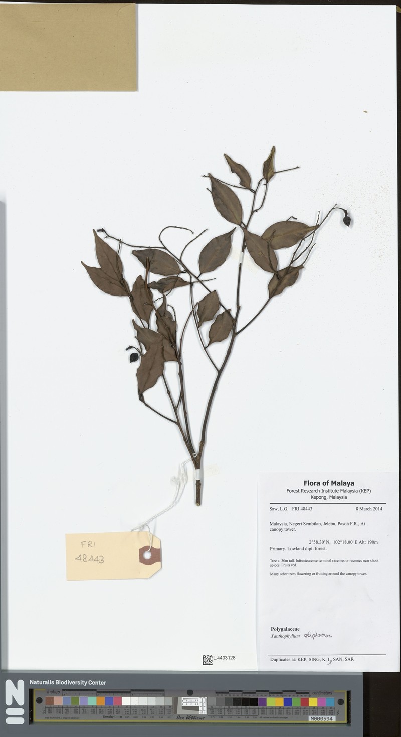 Xanthophyllum stipitatum photo 4