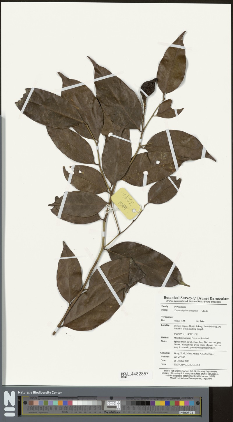 Xanthophyllum stipitatum photo 5