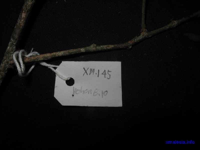 Xanthophyllum stipitatum photo 6