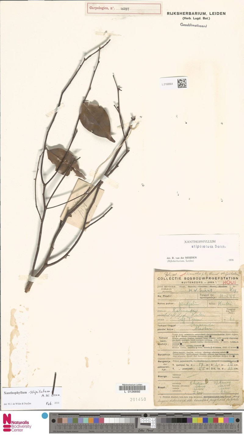 Xanthophyllum stipitatum var. glabrum