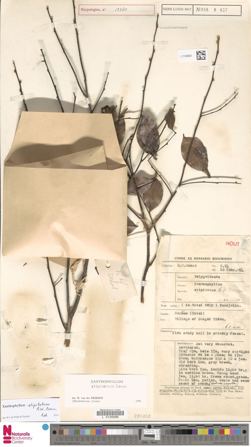 Xanthophyllum stipitatum var. glabrum photo 2