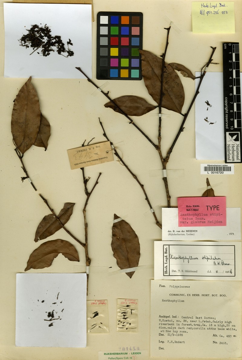 Xanthophyllum stipitatum var. glabrum photo 3
