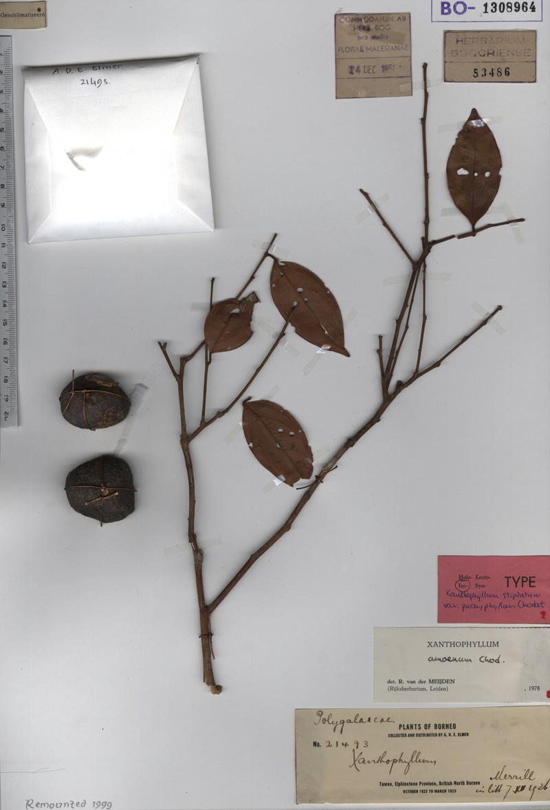 Xanthophyllum stipitatum var. pachyphyllum photo 2