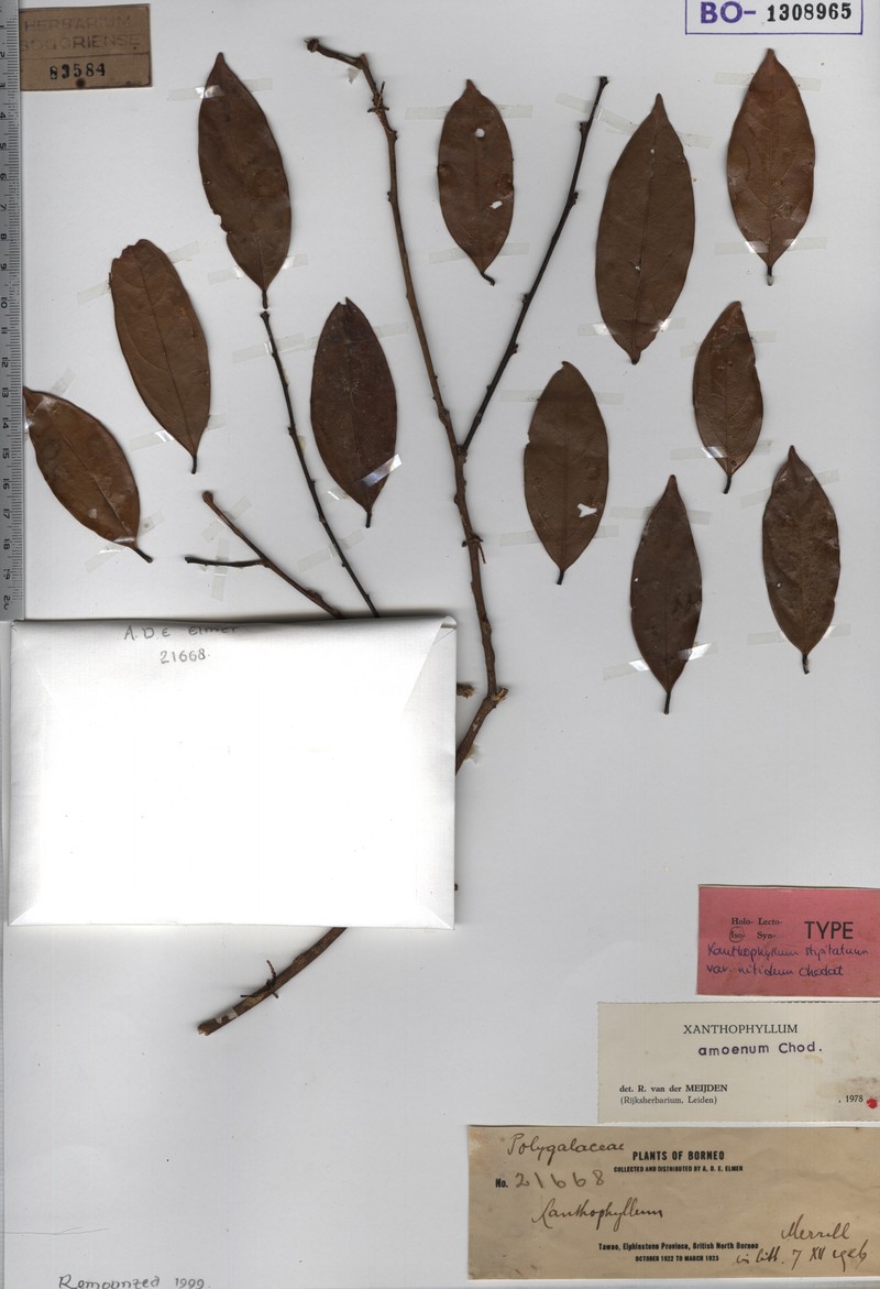 Xanthophyllum stipitatum var. pachyphyllum photo 3
