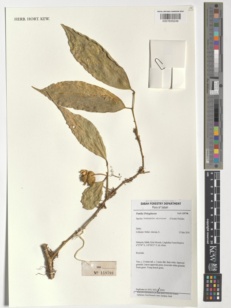 Xanthophyllum subcoriaceum
