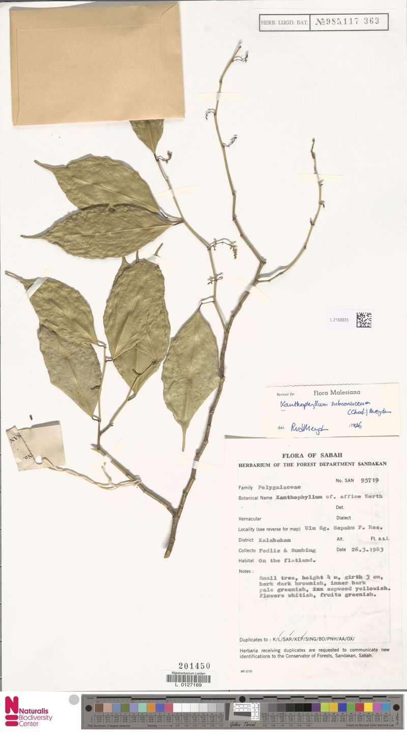 Xanthophyllum subcoriaceum photo 2