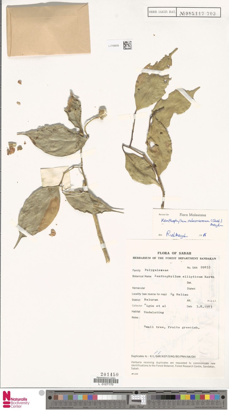 Xanthophyllum subcoriaceum photo 3