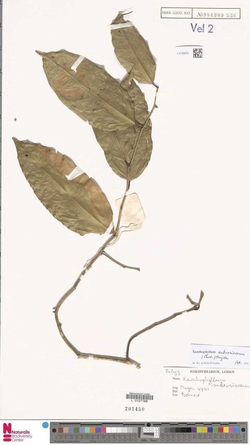 Xanthophyllum subcoriaceum photo 4