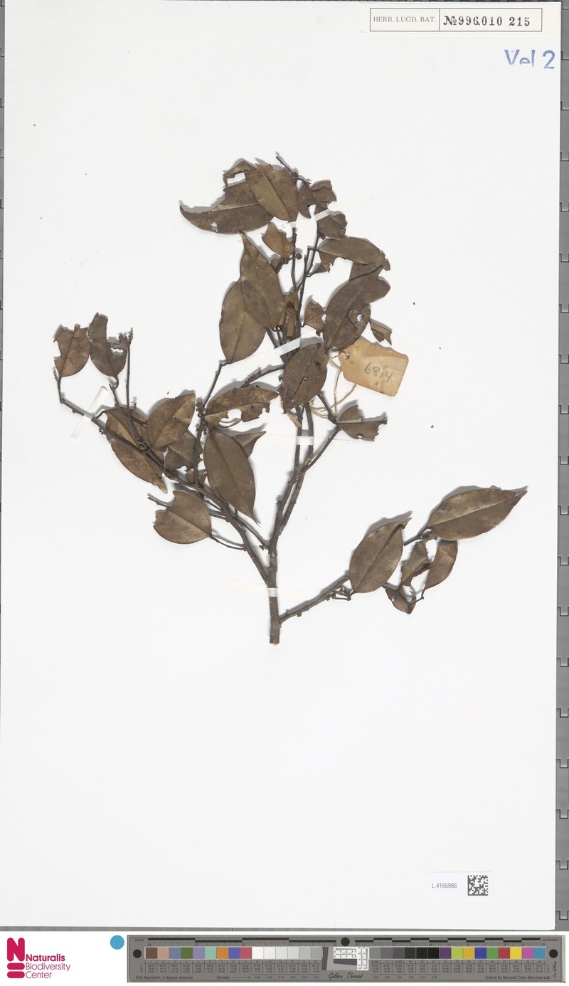 Xanthophyllum suberosum