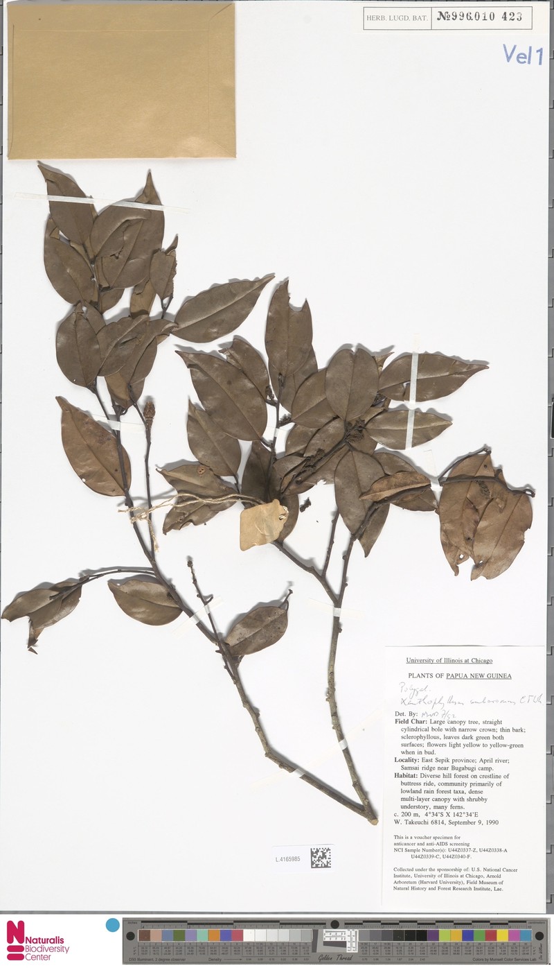 Xanthophyllum suberosum photo 2
