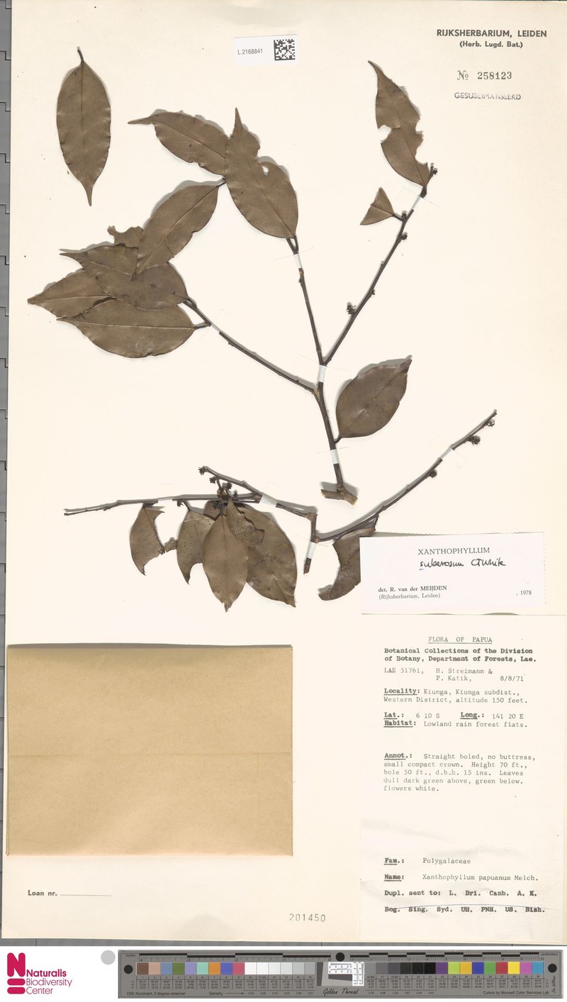 Xanthophyllum suberosum photo 3