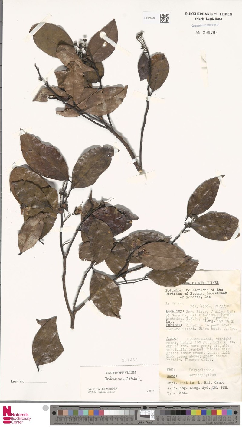 Xanthophyllum suberosum photo 4